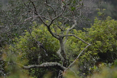 Phaenicophaeus viridirostris