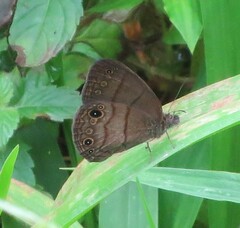 Hermeuptychia harmonia