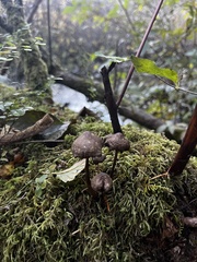 Collybiopsis villosipes