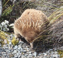 Tachyglossus aculeatus setosus
