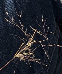 Muhlenbergia porteri
