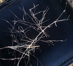 Muhlenbergia porteri