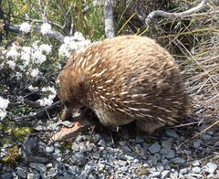 Tachyglossus aculeatus setosus