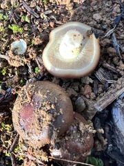 Pholiota velaglutinosa