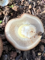 Pholiota velaglutinosa