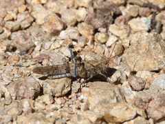 Trimerotropis cyaneipennis