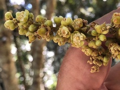 Cupaniopsis tomentella