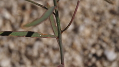 Stillingia linearifolia