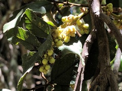 Cupaniopsis tomentella