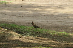 Pseudoseisura lophotes