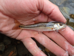 Rhynchocypris lagowskii
