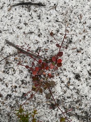 Gonocarpus micranthus