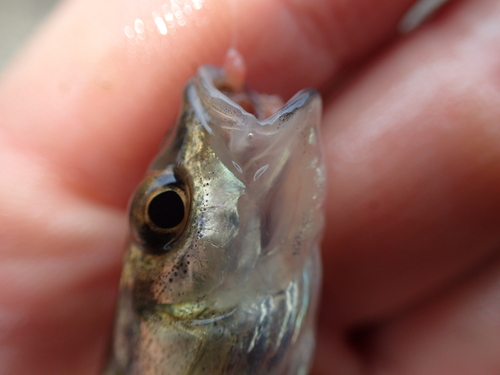 Amur Minnow