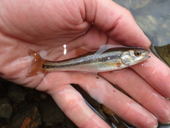 Rhynchocypris lagowskii