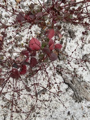 Gonocarpus micranthus