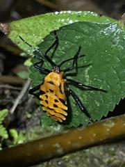 Sephina