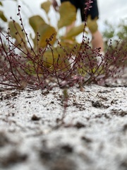 Gonocarpus micranthus