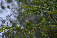 Phyllanthus emblica