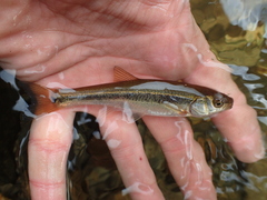 Rhynchocypris lagowskii