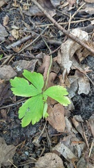 Anemonoides quinquefolia