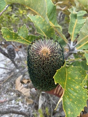Banksia robur