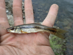 Rhynchocypris lagowskii