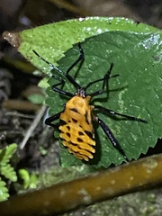 Sephina