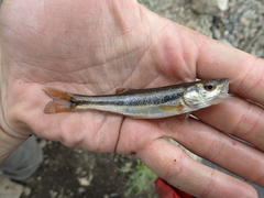 Rhynchocypris lagowskii