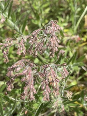 Gonocarpus elatus
