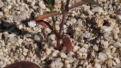 Stillingia linearifolia