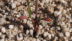 Stillingia linearifolia