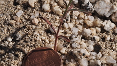 Stillingia linearifolia