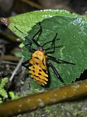 Sephina