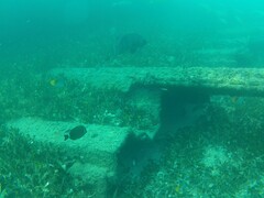 Acanthurus leucopareius