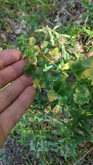 Euphorbia virgata