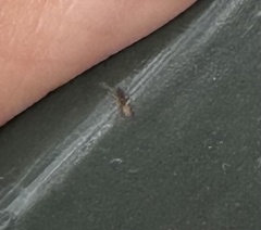 Tapinoma melanocephalum