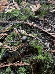 Tolypocladium capitatum