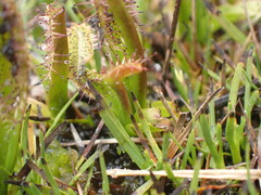 Drosera murfetii