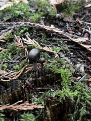 Tolypocladium capitatum