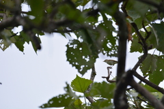 Phylloscopus trochiloides