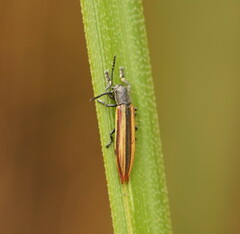 Eurispa vittata