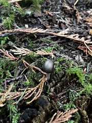 Tolypocladium capitatum