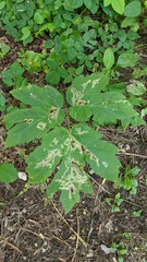 Agromyzidae