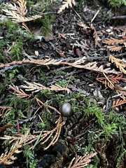 Tolypocladium capitatum