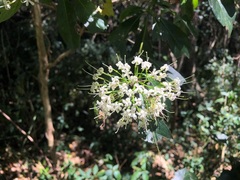 Pavetta australiensis