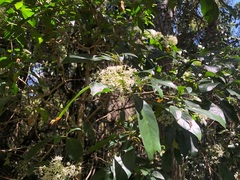 Pavetta australiensis