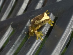 Dendropsophus ebraccatus