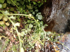 Asplenium flabellifolium