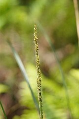 Carex appressa