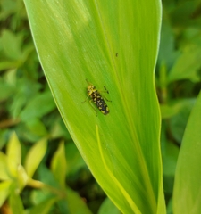 Aulacizes conspersa